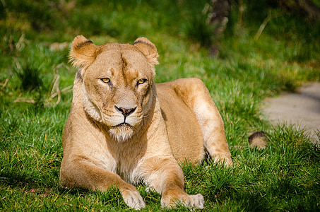 lioness lying on green grass thumbnail