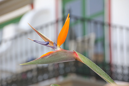 Flower, Strelitzias thumbnail