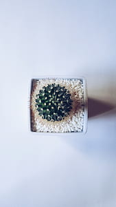aerial photography of green cactus on white pot with white rocks thumbnail