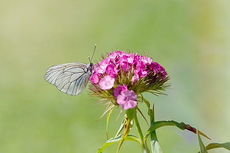 selective photography of butterfly on petaled flowers thumbnail