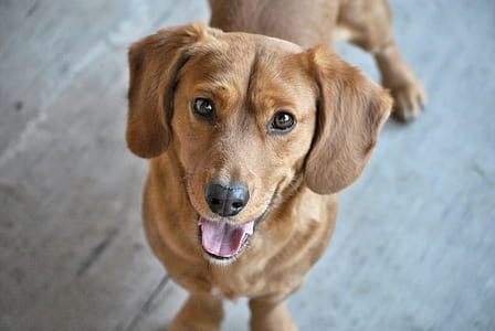 adult brown dachshund thumbnail