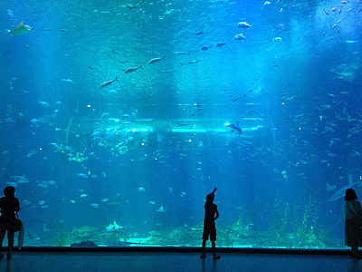 people standing near aquarium thumbnail