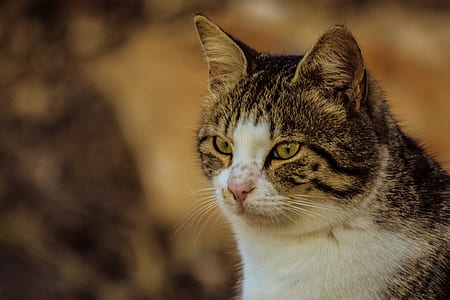 selective photo of short-fur silver tabby cat thumbnail