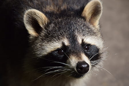 raccoon thumbnail