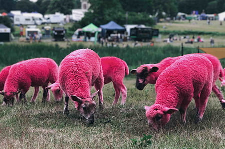 herd of red sheep on grass field thumbnail