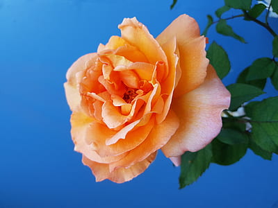 yellow rose flower in bloom thumbnail