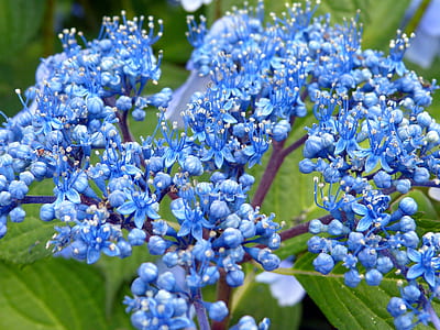 close-up photo of cluster flowers thumbnail