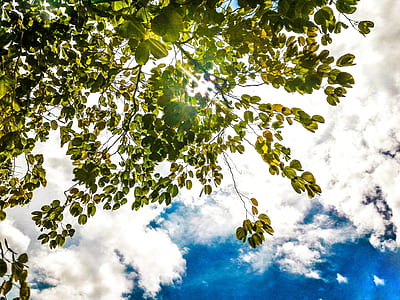 Green Leaf Tree thumbnail