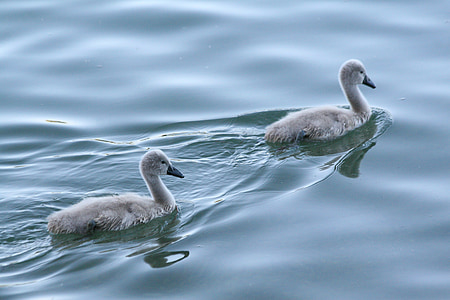 two juvenile gray swans swimming on water at daytime thumbnail