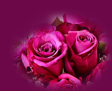 red roses taken in closeup photography thumbnail