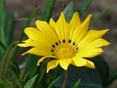 close-up photo of yellow gazania flower thumbnail