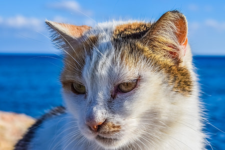 white and brown short coated cat macro photography thumbnail