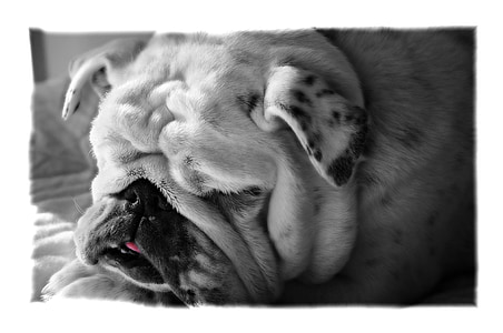 grayscale photo of adult English bulldog thumbnail