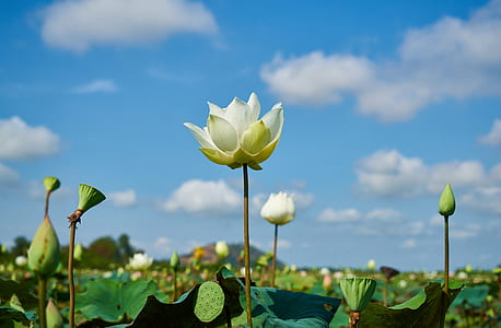 white flowers in shallow focus shot thumbnail