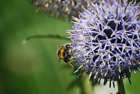 nature, flowers, purple, bee thumbnail