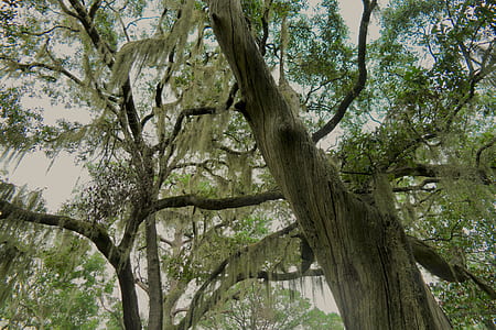 low angle photography of tree thumbnail