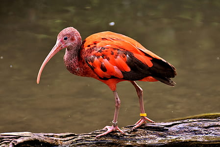 selective focus photo orange and black bird on tree thumbnail