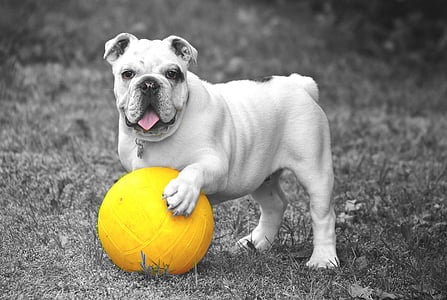 selective color photography of ball played by dog thumbnail