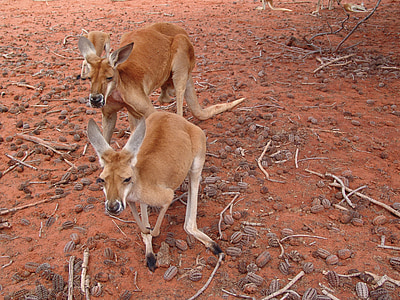 two kangaroos on soil ground thumbnail