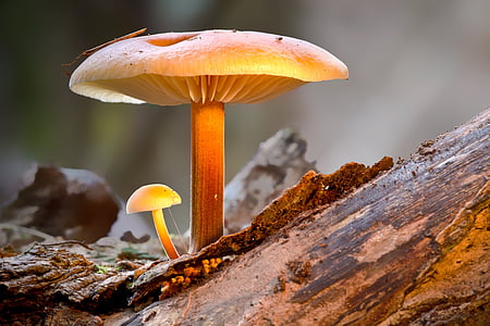 closeup photo of brown mushroom thumbnail