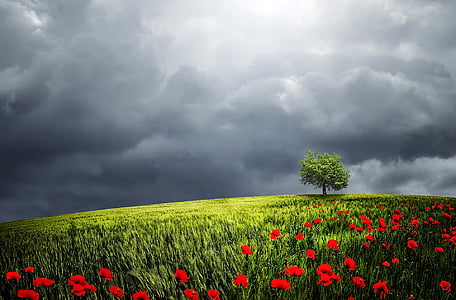 green field with red flowers wallpaper thumbnail