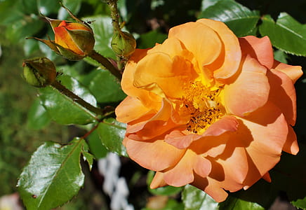 orange rose in bloom closeup photography thumbnail