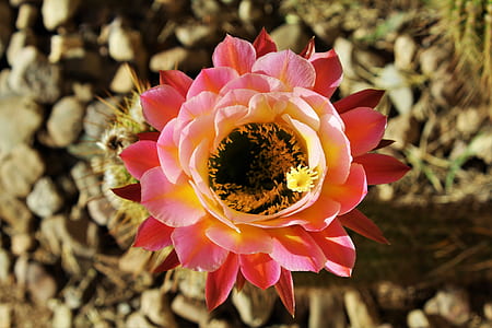 closeup photography of pink and yellow petaled flowers thumbnail