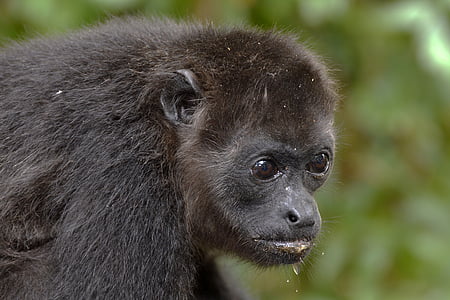 black monkey selective focus photo thumbnail