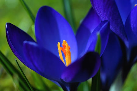 close up photo of blue petaled flower thumbnail