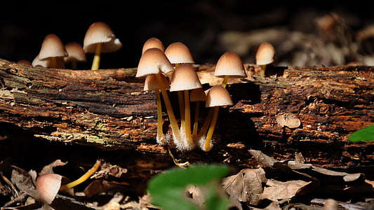 selective focus of mushrooms on log thumbnail