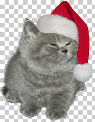 Free Download British Shorthair American Shorthair Chartreux