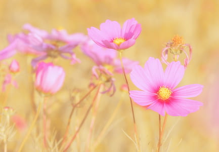 selective focus photo of pink petaled flowers thumbnail