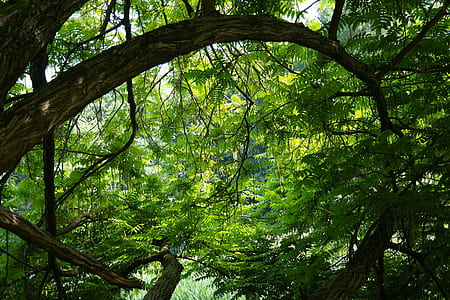 green leafy tree at daytime thumbnail