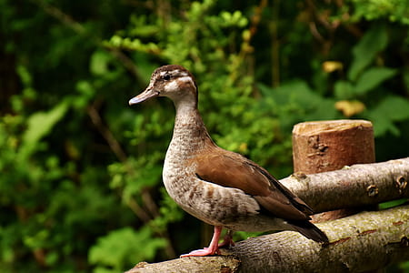 brown and black duck on brown branch thumbnail