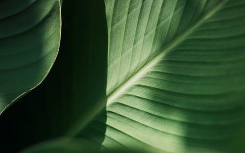 green leaf close-up photography thumbnail