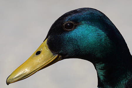 teal and blue duck thumbnail