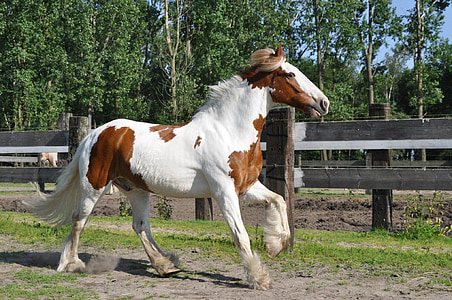 white and brown horse beside fence thumbnail