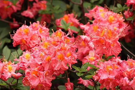 selective focus photography of pink petaled flowers thumbnail