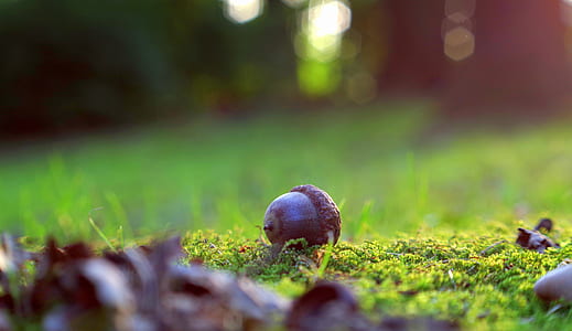 shallow focus photography of acorn thumbnail