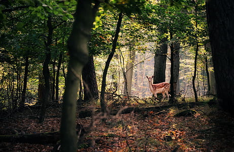 dense forest thumbnail