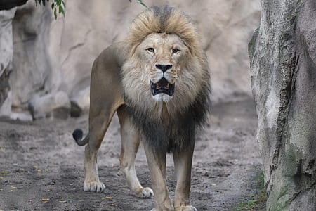 brown lion surrounded by rocks thumbnail