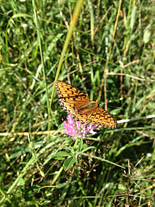 Butterfly, Flying Insects thumbnail
