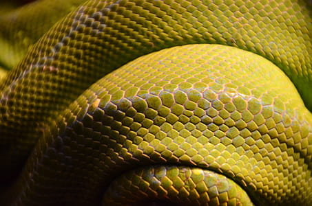 snake, reptile, green, scales thumbnail