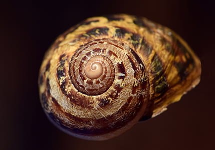selective focus photography of brown snail \ thumbnail