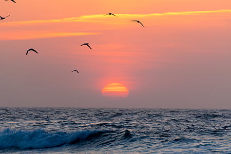 flocks of seagull flying above ocean during sunset thumbnail