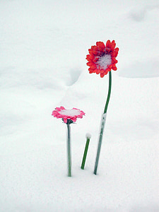 red flowers in snow thumbnail