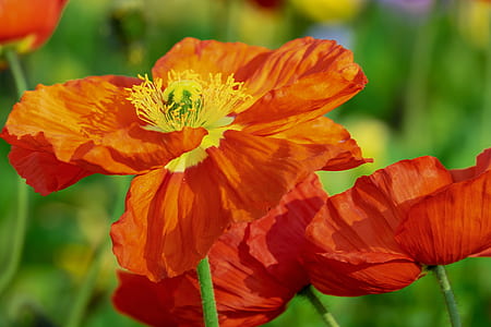 shallow focus photography of of two orange flowers thumbnail
