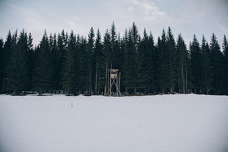 pine trees under white sky thumbnail