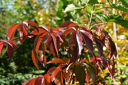 shallow focus photography of brown and green plant thumbnail