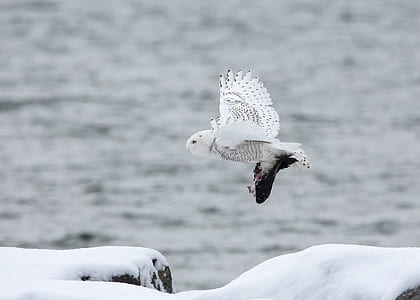white and black owl hovering above snow covered ground thumbnail